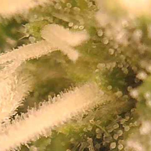 Green Crack growlog timeline photo