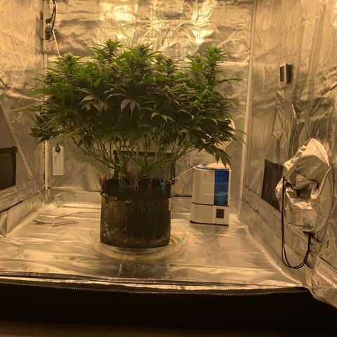 Green Crack growlog timeline photo