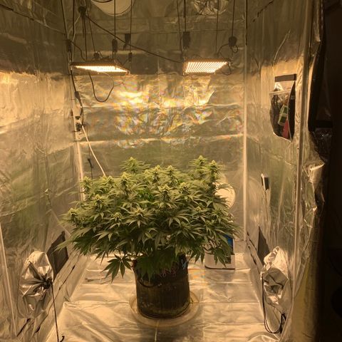 Green Crack growlog timeline photo