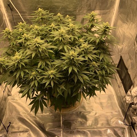 Green Crack growlog timeline photo