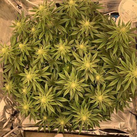 Green Crack growlog timeline photo