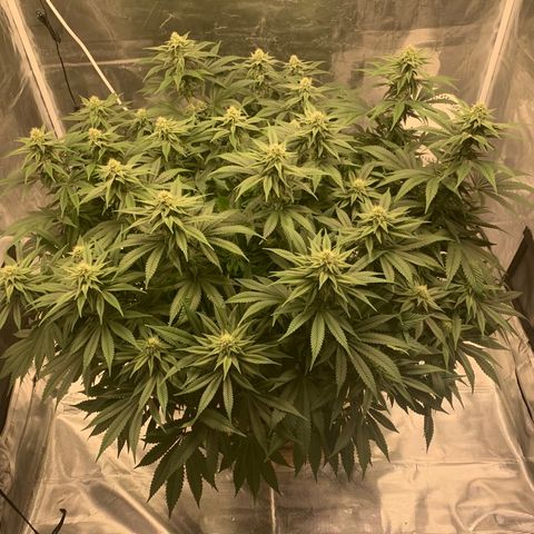Green Crack growlog timeline photo
