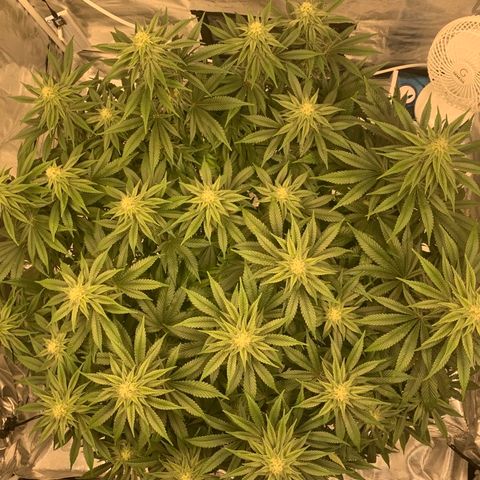Green Crack growlog timeline photo