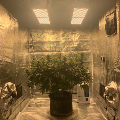 Green Crack growlog timeline photo