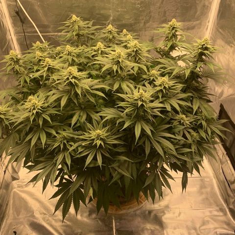 Green Crack growlog timeline photo