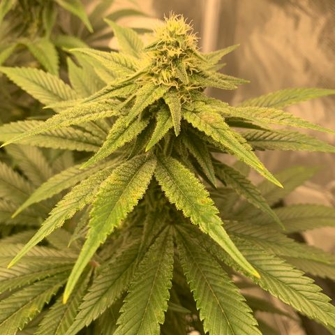 Green Crack growlog timeline photo