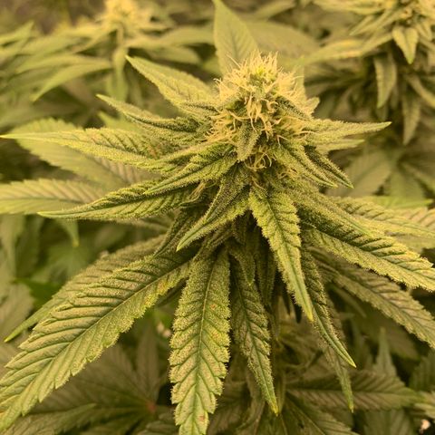 Green Crack growlog timeline photo
