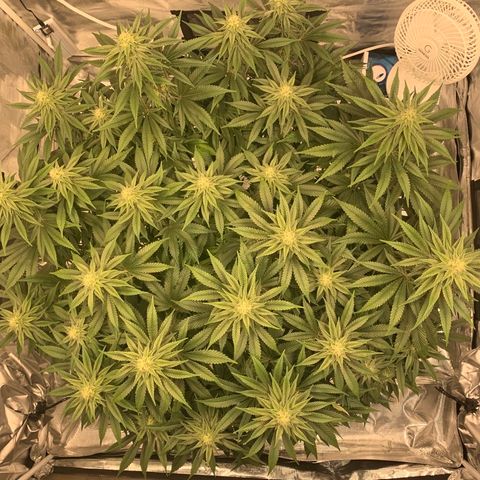 Green Crack growlog timeline photo