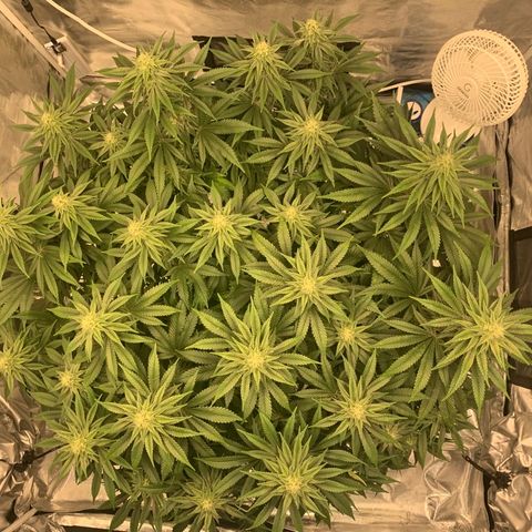 Green Crack growlog photo: Showing signs of manganese or potassium deficiency. Raised ph to help