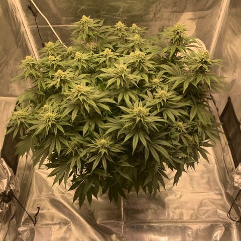 Green Crack growlog photo: Showing signs of manganese or potassium deficiency. Raised ph to help