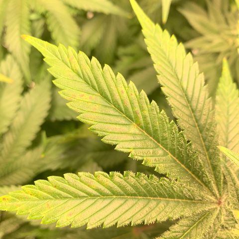 Green Crack growlog photo: Showing signs of manganese or potassium deficiency. Raised ph to help