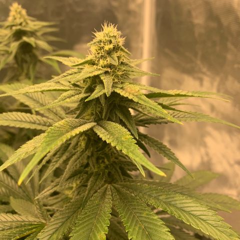 Green Crack growlog photo: Showing signs of manganese or potassium deficiency. Raised ph to help