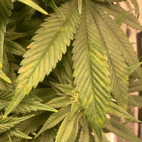 Green Crack growlog photo: Showing signs of manganese or potassium deficiency. Raised ph to help