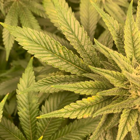 Green Crack growlog photo: Showing signs of manganese or potassium deficiency. Raised ph to help