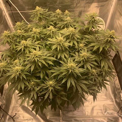 Green Crack growlog timeline photo