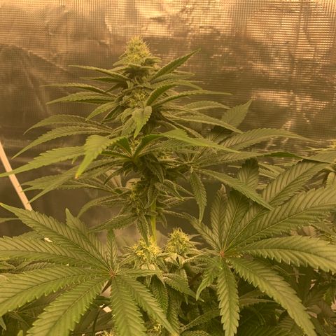Green Crack growlog timeline photo