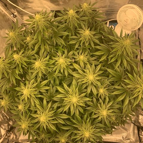 Green Crack growlog timeline photo