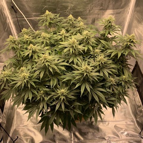 Green Crack growlog timeline photo