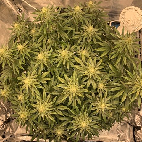 Green Crack growlog timeline photo