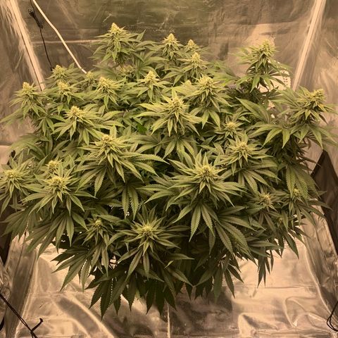 Green Crack growlog timeline photo