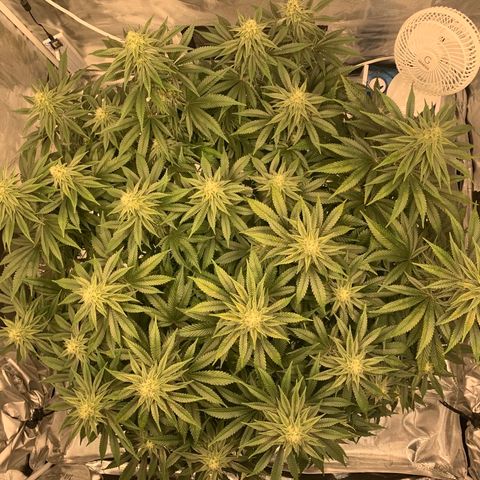 Green Crack growlog timeline photo