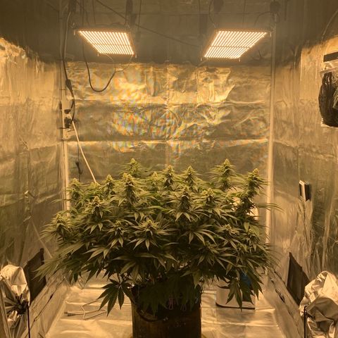Green Crack growlog timeline photo
