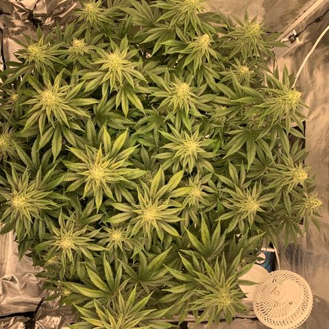 Green Crack growlog timeline photo