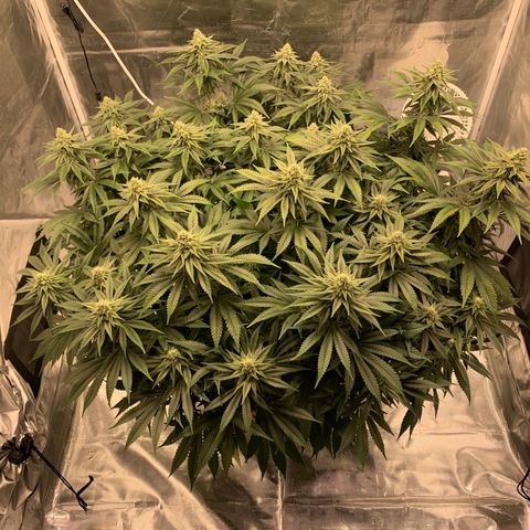 Green Crack growlog timeline photo