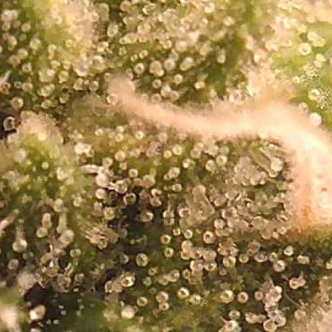 Green Crack growlog timeline photo