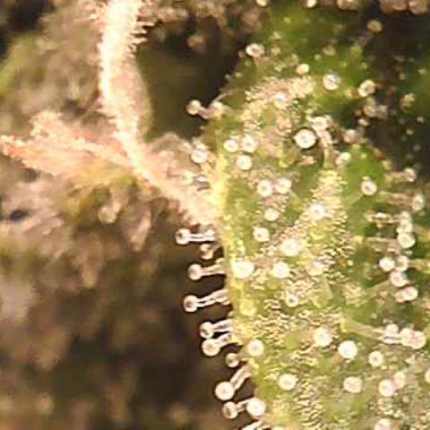 Green Crack growlog timeline photo