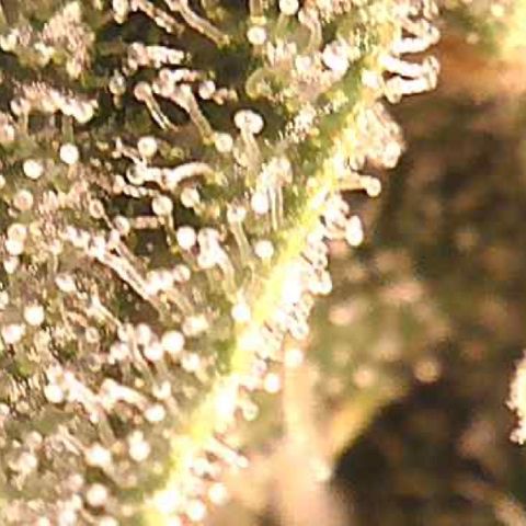 Green Crack growlog timeline photo