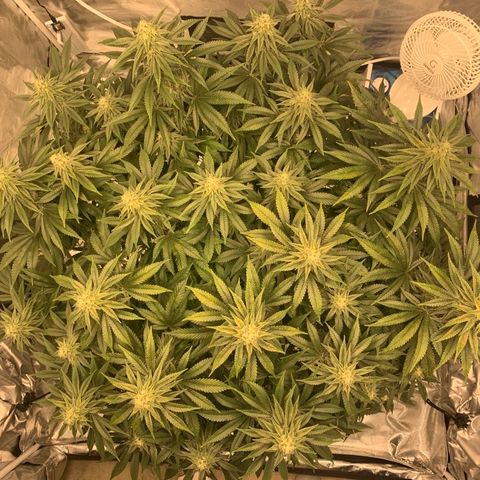 Green Crack growlog timeline photo