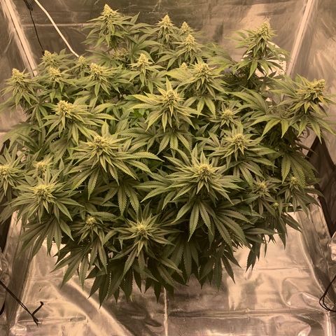 Green Crack growlog timeline photo