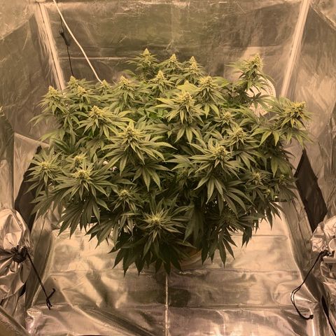 Green Crack growlog timeline photo
