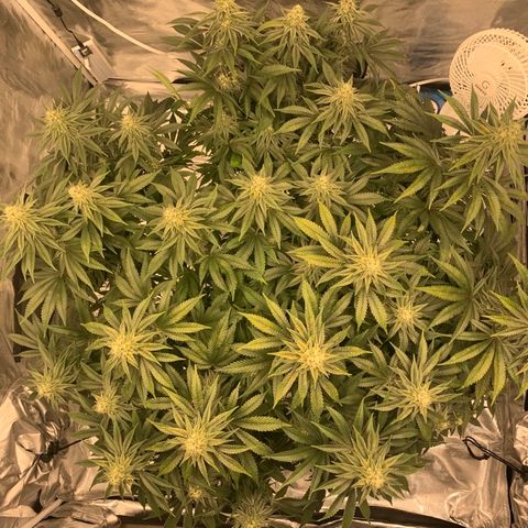 Green Crack growlog timeline photo