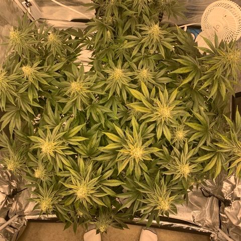 Green Crack growlog timeline photo