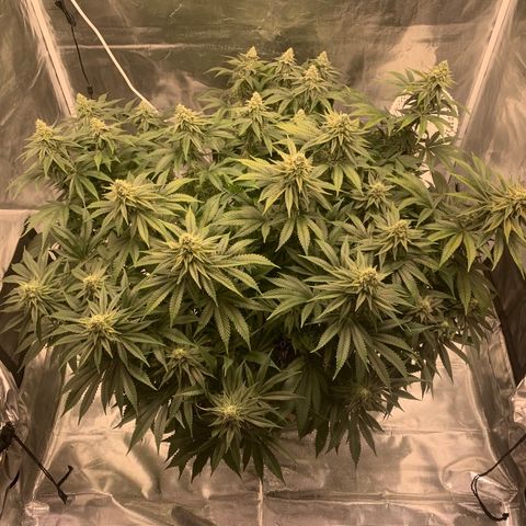 Green Crack growlog timeline photo