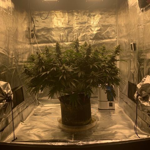 Green Crack growlog timeline photo