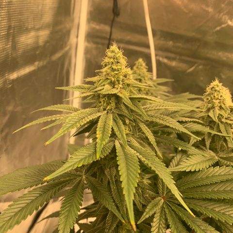 Green Crack growlog timeline photo