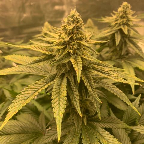 Green Crack growlog timeline photo