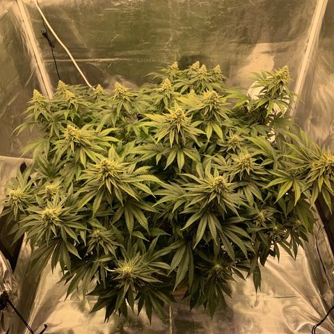 Green Crack growlog photo: Still signs of deficiency 