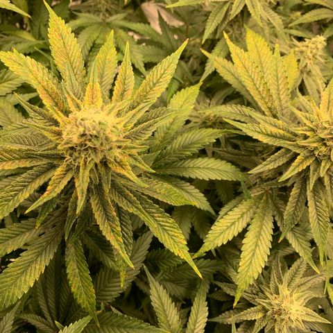Green Crack growlog photo: Still signs of deficiency 
