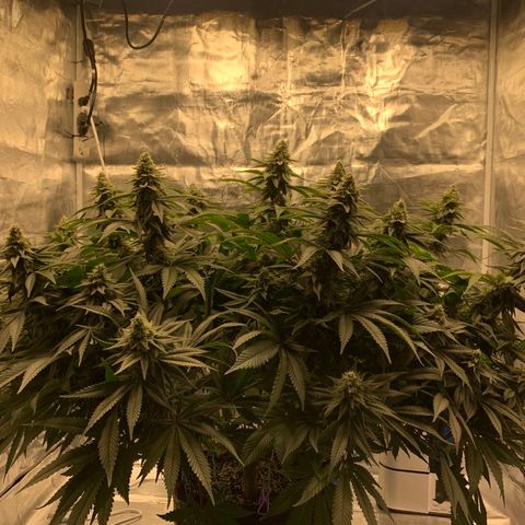Green Crack growlog photo: Still signs of deficiency 
