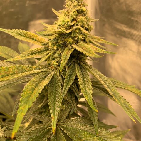 Green Crack growlog photo: Still signs of deficiency 