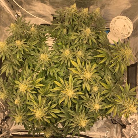 Green Crack growlog photo: Still signs of deficiency 