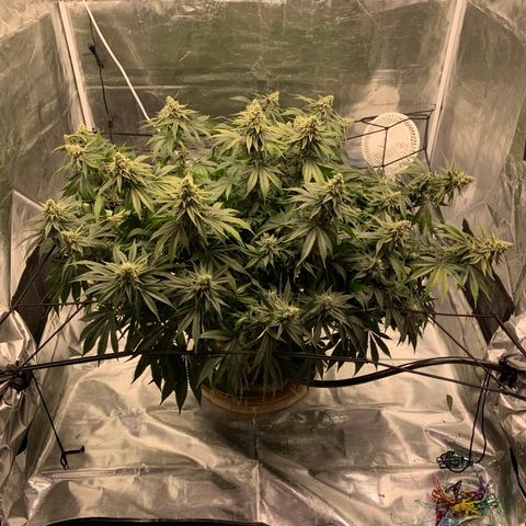 Green Crack growlog timeline photo