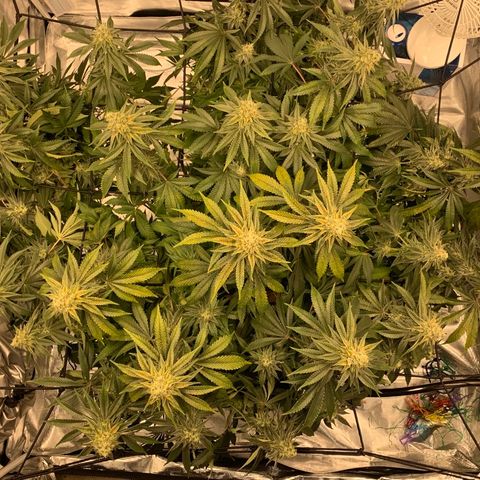 Green Crack growlog timeline photo