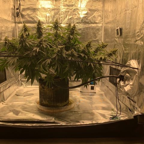 Green Crack growlog timeline photo