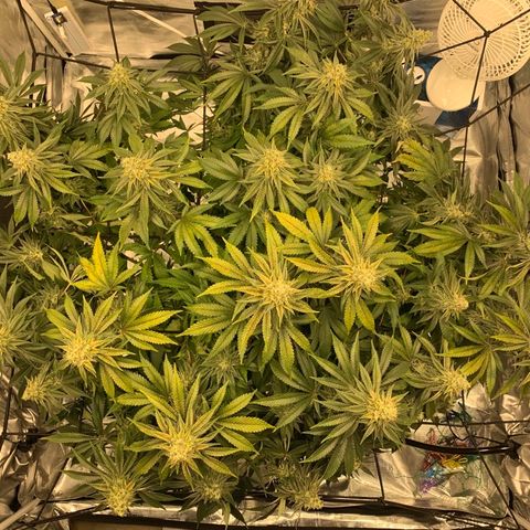 Green Crack growlog timeline photo