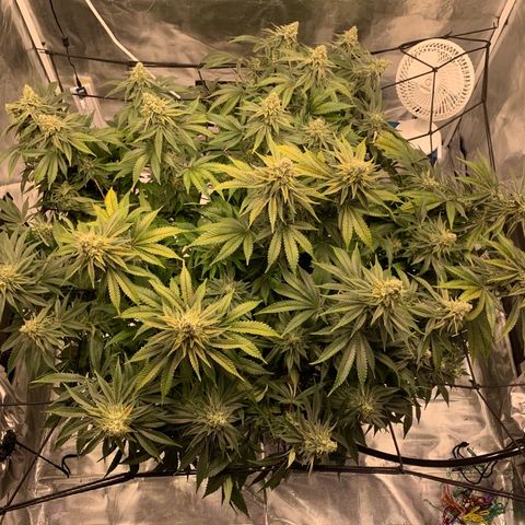 Green Crack growlog timeline photo